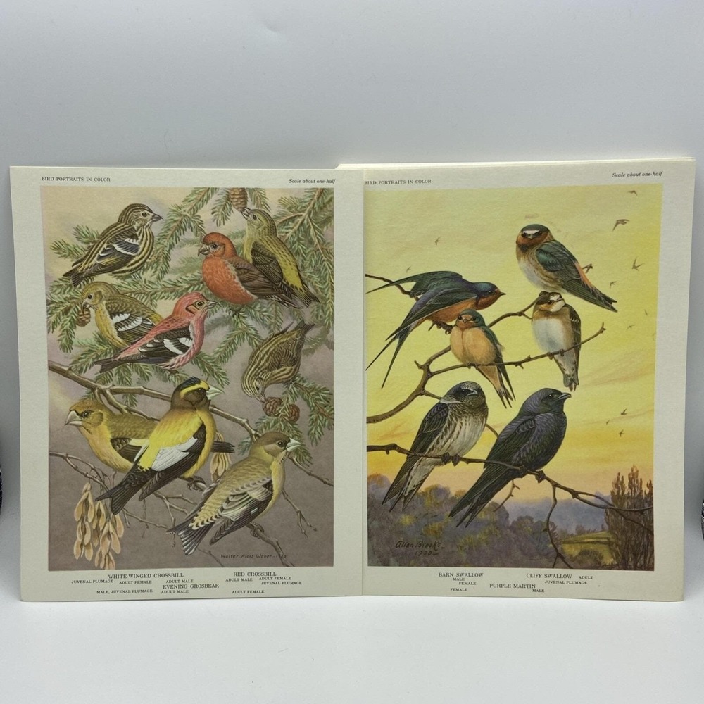 Vintage Bird Portraits in Color Lithograph Plates Allan Brooks Weber Lot of 12